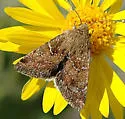 Camphorweed Flower Moth - Hodges#11137 - photo 2