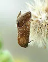 Camphorweed Flower Moth - Hodges#11137 - photo 3