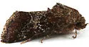 Camphorweed Flower Moth - Hodges#11137 - photo 4