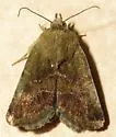 Camphorweed Flower Moth - Hodges#11137 - photo 5