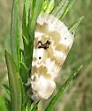 Goldenrod Flower Moth - Hodges#11177 - Schinia nundina