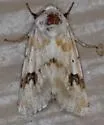 Goldenrod Flower Moth - Hodges#11177 - photo 2