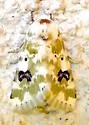Goldenrod Flower Moth - Hodges#11177 - photo 3