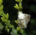 Goldenrod Flower Moth - Hodges#11177 - photo 4
