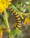Goldenrod Flower Moth - Hodges#11177 - photo 5