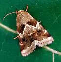 Schinia obscurata - Hodges#11118