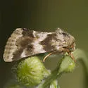 Schinia obscurata - Hodges#11118 - photo 2