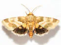 Schinia obscurata - Hodges#11118 - photo 4