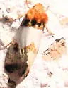Schinia oculata - Hodges#11197 - Schinia oculata