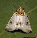 Schinia oculata - Hodges#11197 - photo 2