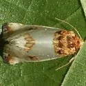 Schinia oculata - Hodges#11197 - photo 3