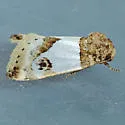 Schinia oculata - Hodges#11197 - photo 4