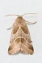 Schinia oleagina - Hodges#11148