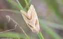 Schinia oleagina - Hodges#11148 - photo 4