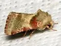 Schinia olivacea - Hodges#11130 - Schinia olivacea