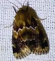 Schinia parmeliana - Hodges#11120 - photo 2