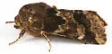 Schinia parmeliana - Hodges#11120 - photo 4