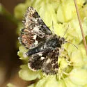 Schinia perminuta - Hodges#11091