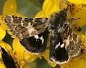 Schinia perminuta - Hodges#11091 - photo 2