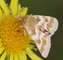 Schinia petulans - Hodges#11113 - photo 2