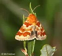 Schinia petulans - Hodges#11113 - photo 3