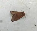Schinia psamathea - Hodges#11140.1 - photo 3