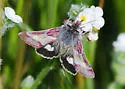 Schinia pulchripennis - Hodges#11097 - Schinia pulchripennis