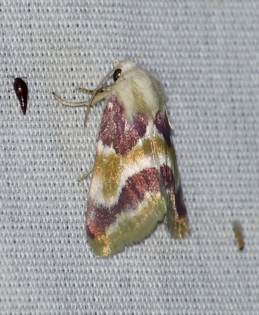 Schinia regia - Hodges#11166 - photo 2