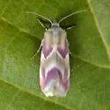 Reginia primrose moth - Hodges#11166.1 - photo 2