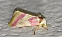 Reginia primrose moth - Hodges#11166.1 - photo 3