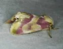Reginia primrose moth - Hodges#11166.1 - photo 4