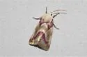 Reginia primrose moth - Hodges#11166.1 - photo 5