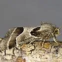 Ragweed Flower Moth - Hodges#11135 - Schinia rivulosa