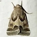Ragweed Flower Moth - Hodges#11135 - photo 2