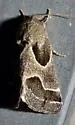 Ragweed Flower Moth - Hodges#11135 - photo 3