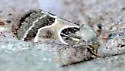 Ragweed Flower Moth - Hodges#11135 - photo 4