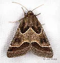 Ragweed Flower Moth - Hodges#11135 - photo 5