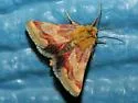 Schinia roseitincta - Hodges#11092 - Schinia roseitincta