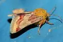 Schinia roseitincta - Hodges#11092 - photo 2