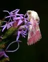Bleeding Flower Moth - Hodges#11173 - photo 2
