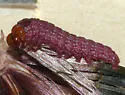 Bleeding Flower Moth - Hodges#11173 - photo 3