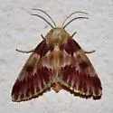 Bleeding Flower Moth - Hodges#11173 - photo 4