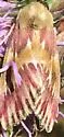 Bleeding Flower Moth - Hodges#11173 - photo 5