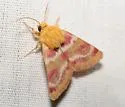 Schinia sanrafaeli - Hodges#11107.1