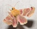 Schinia sanrafaeli - Hodges#11107.1 - photo 2