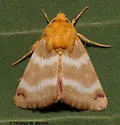 Schinia sanrafaeli - Hodges#11107.1 - photo 4