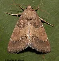 Brown Flower Moth - Hodges#11140