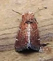 Brown Flower Moth - Hodges#11140 - photo 2
