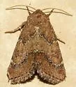Brown Flower Moth - Hodges#11140 - photo 3