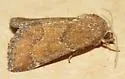 Brown Flower Moth - Hodges#11140 - photo 4